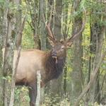 Photograph: Elk at the Visitor's Center in Benezette, PA (35 minutes from us). 
The Creekside Inn is located on the border of Elk Zone 4.