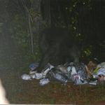 Photo taken by one of our guests of a black bear on the property (August 2013).